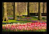 Keukenhof Hollandia 076